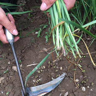 割韭菜专用刀全钢小号镰刀割刀子工具月牙除草家用挖野菜锄头神器