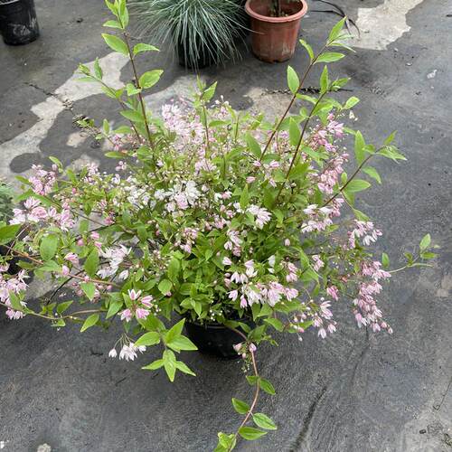 溲疏花盆栽 溲疏雪樱花雪绒花 庭院花园阳台多年生灌木耐半阴
