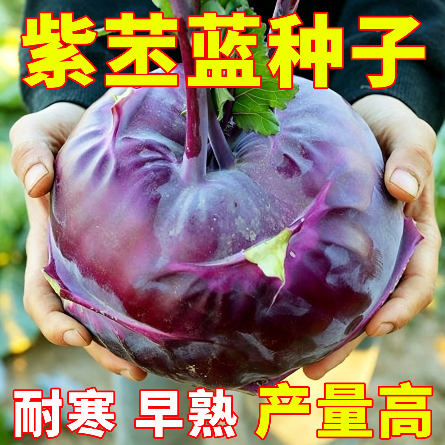 水果苤蓝种子紫苤兰球茎苤菜天津青苤蓝大头四季可种阳台庭院蔬菜