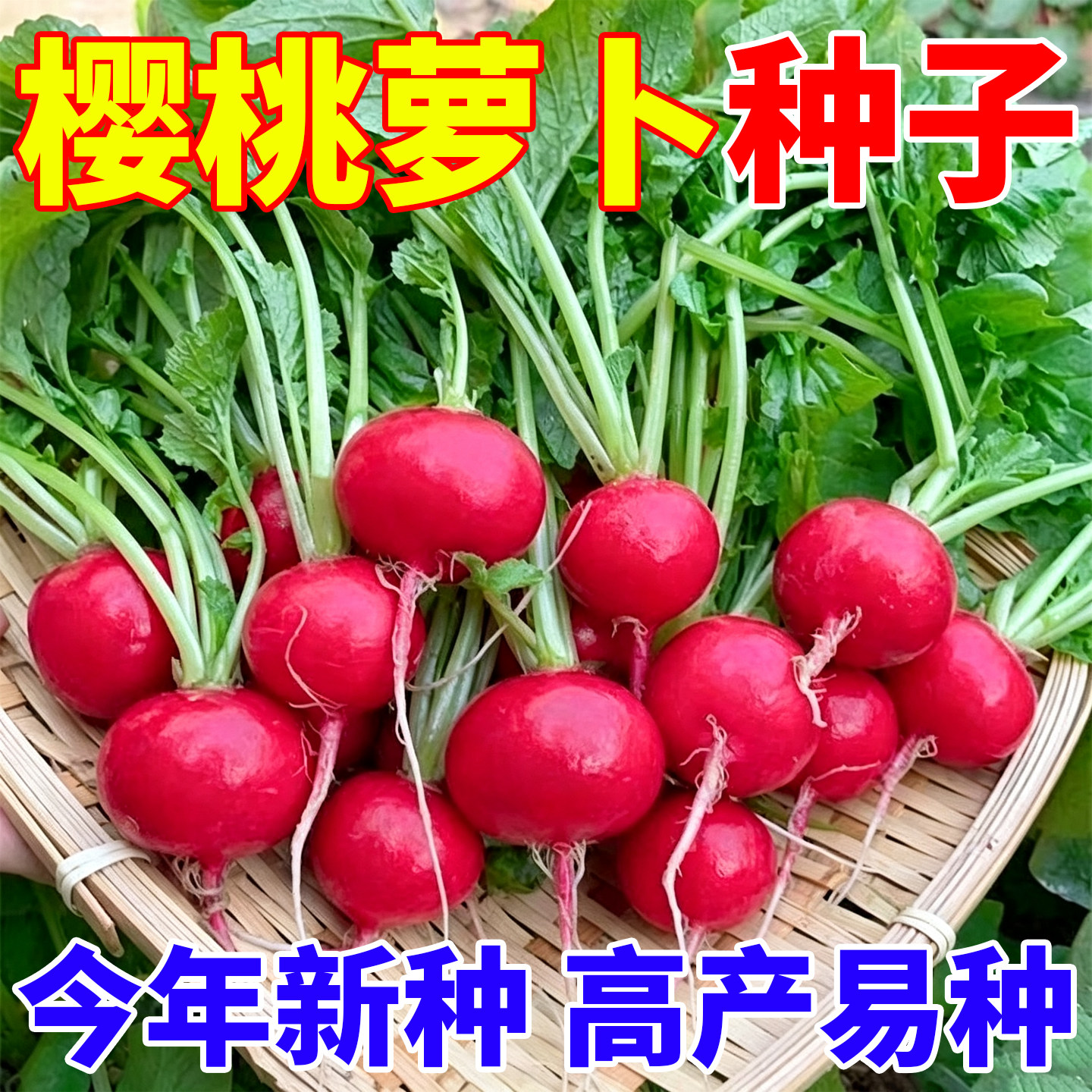 正宗樱桃萝卜种子种籽水果大全高产四季种孑阳台盆栽疏菜种子