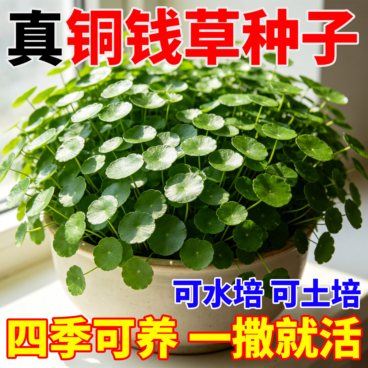铜钱草草籽大叶子水养草种四季播种水培植物花卉盆栽室内常绿四季