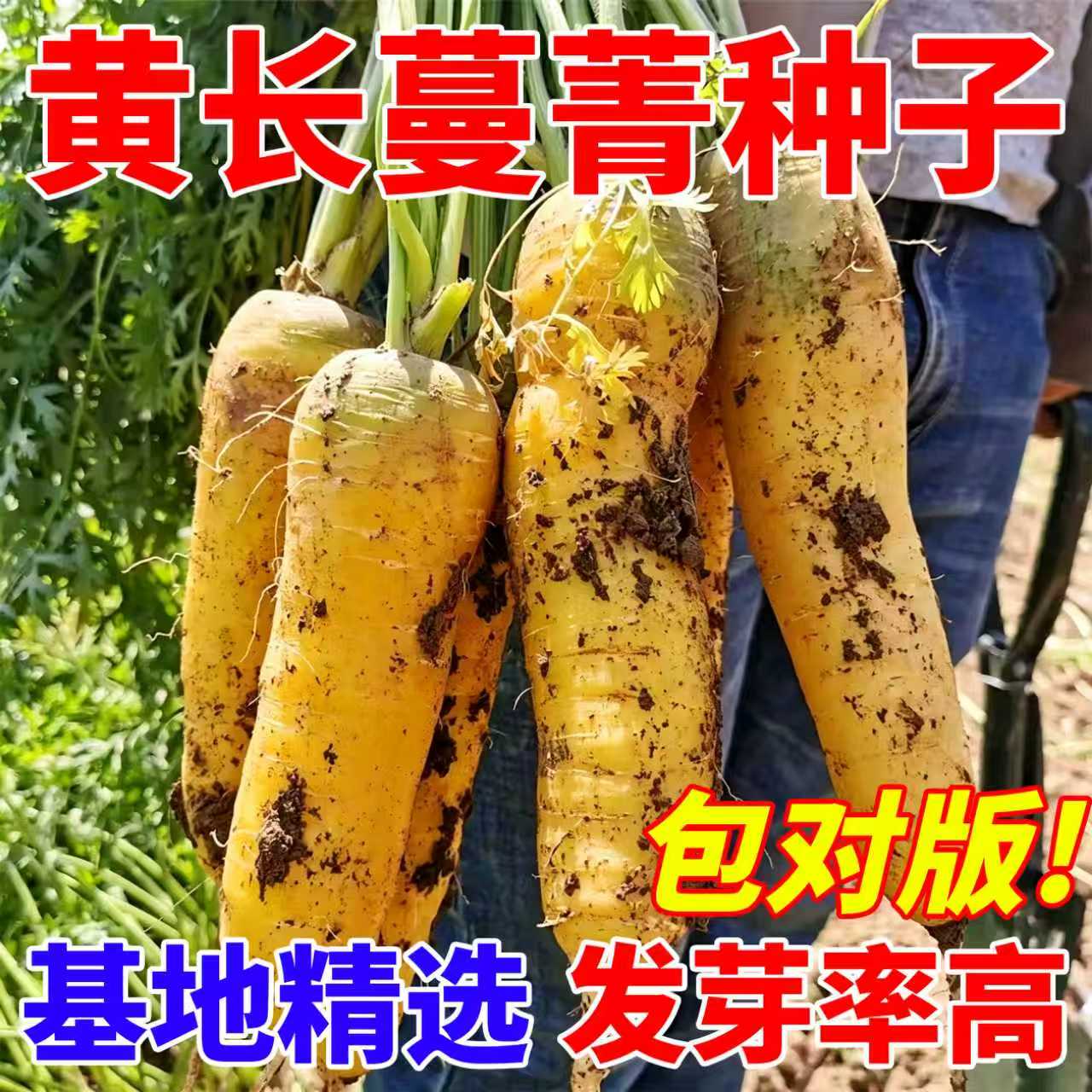 【家庭蔬菜种子】黄长蔓菁种子秋播耐寒阳台盆栽庭院菜地高产易种