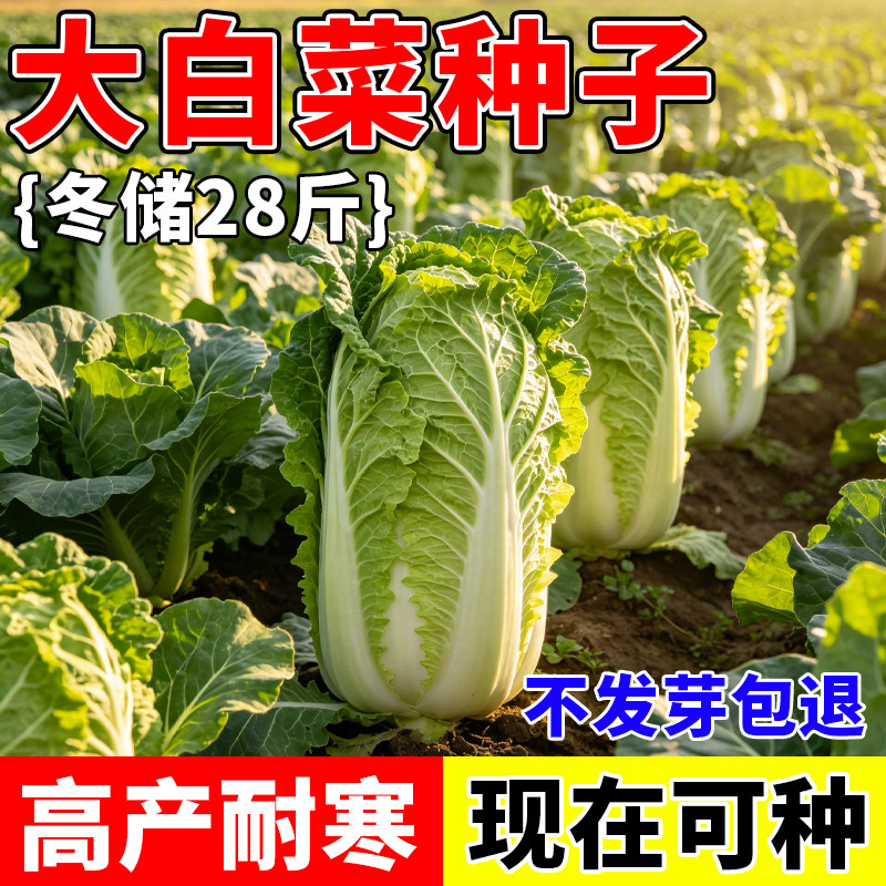 东北冬储28斤大白菜种子蔬菜种籽耐寒过冬白菜菜地小院新手易种菜