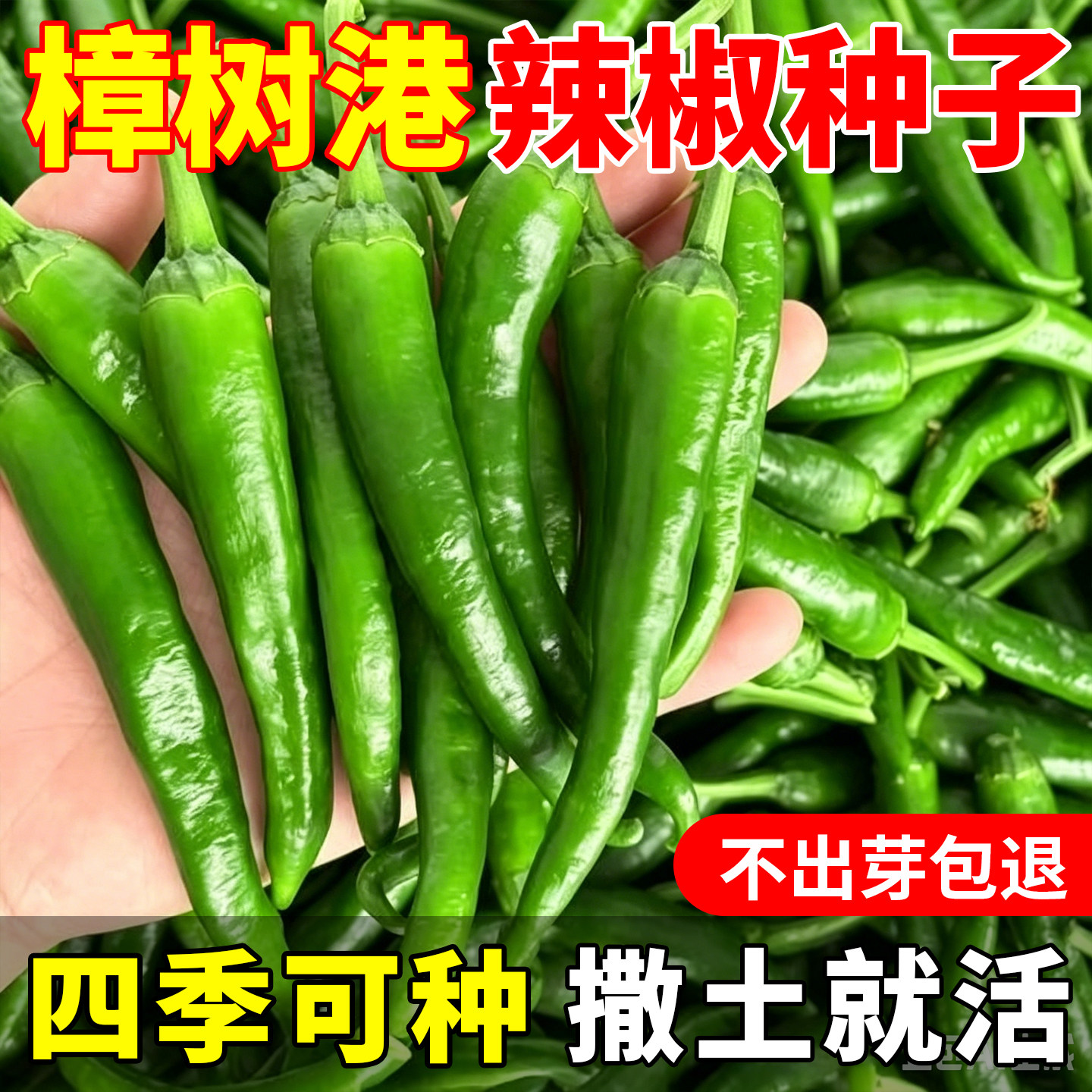 辣椒种子正宗湖南辣椒种籽子四季樟树港辣椒种子四季可种阳台小院