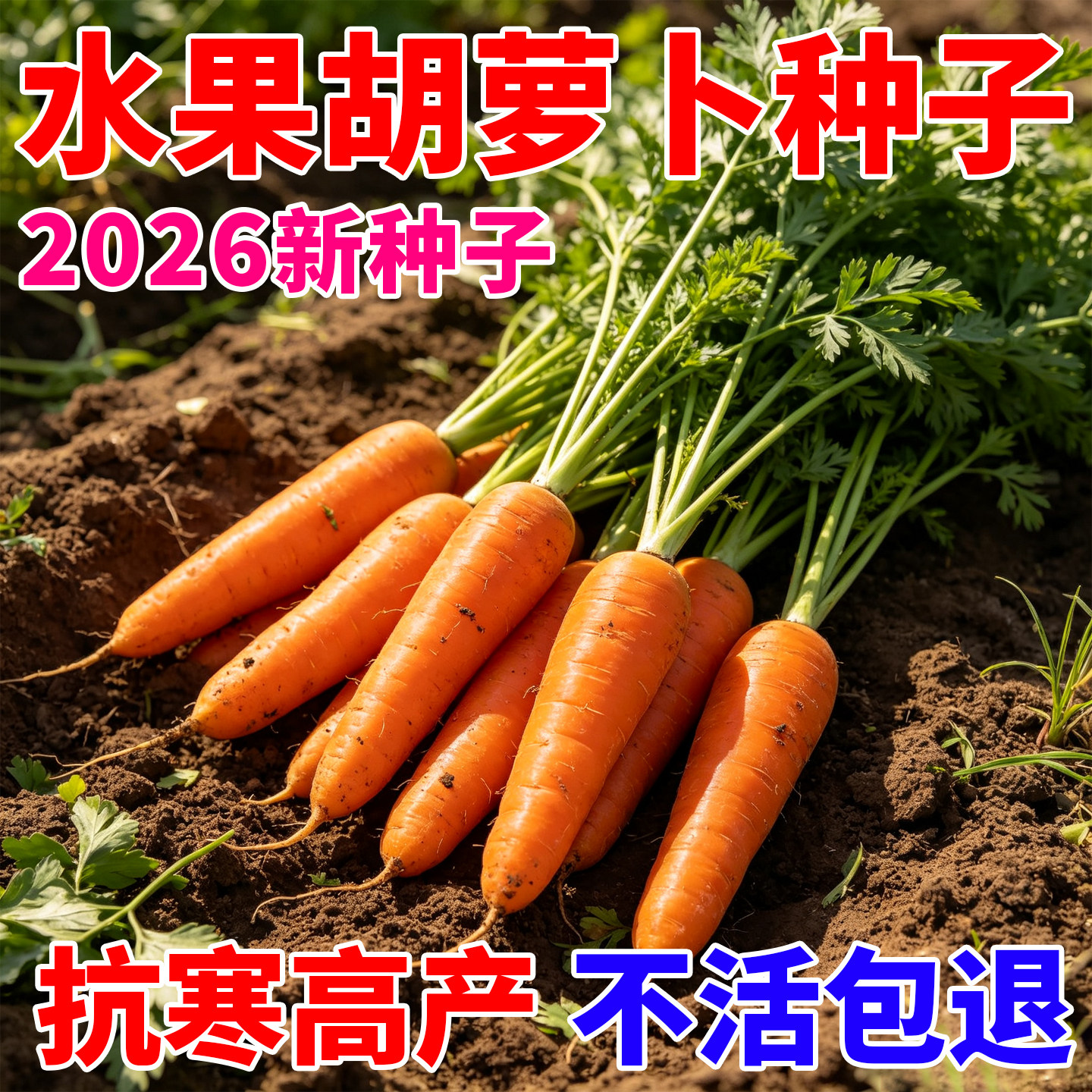 水果胡萝卜种子秋季水果蔬菜萝卜生吃脆甜种孑种籽蔬菜萝卜种大全