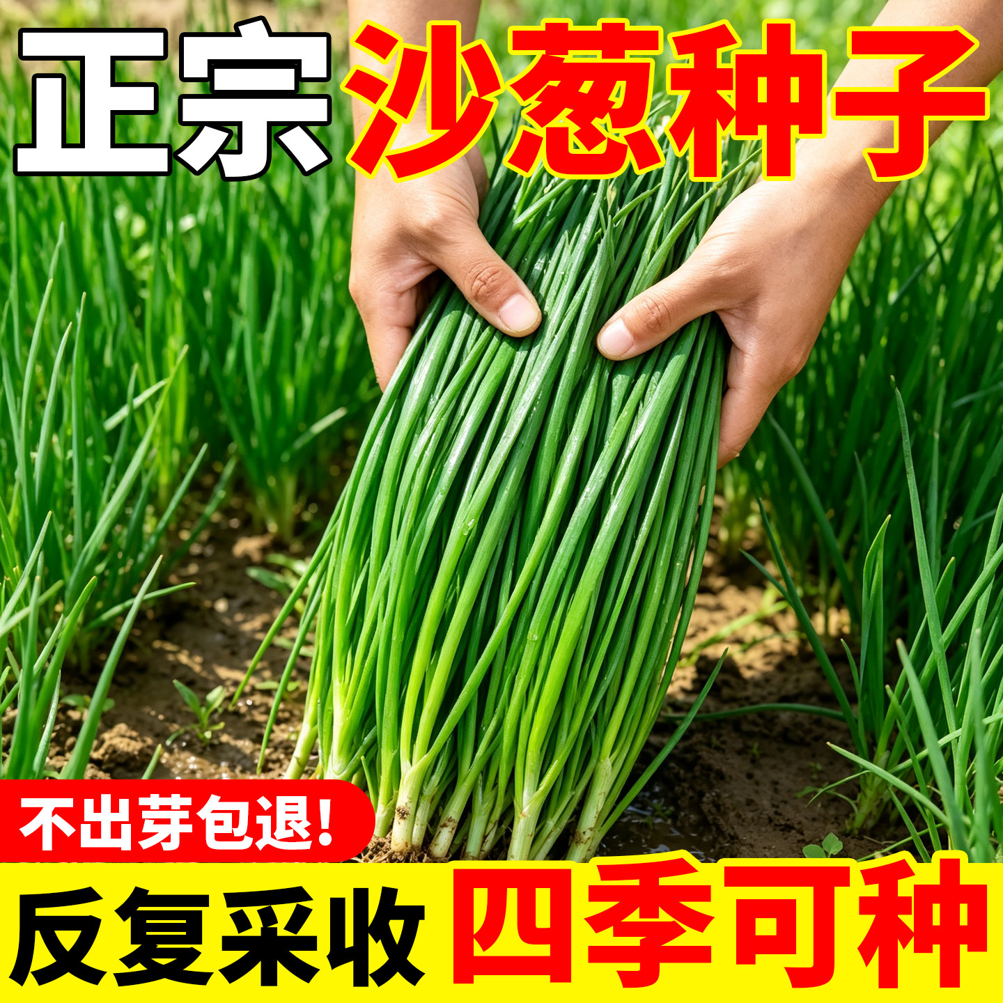 野生沙葱种子胡葱种孑耐寒耐旱春夏秋四季蔬菜种籽家庭菜园艺盆栽