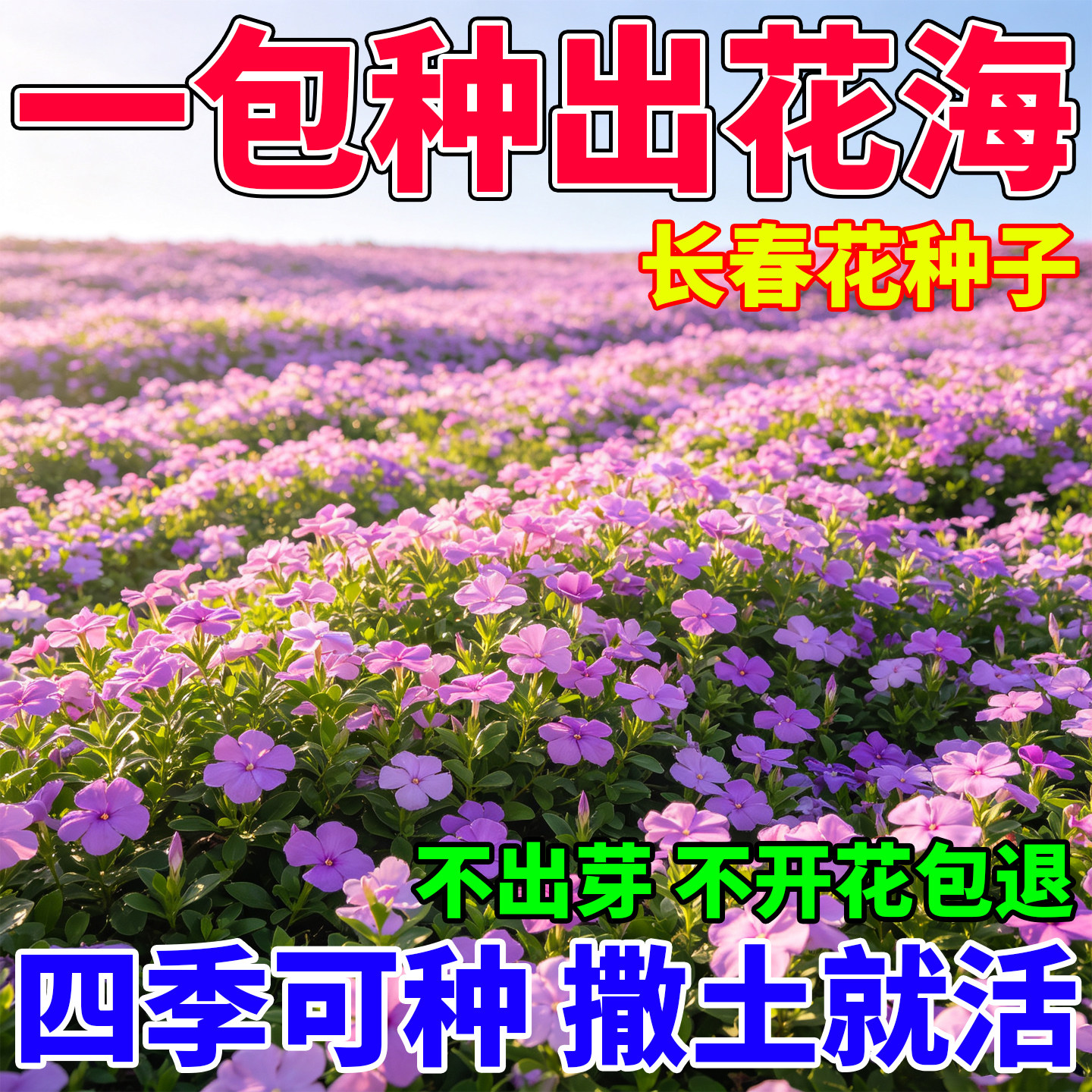 长春花种子日日春花籽耐热五叶梅四季播种易活庭院阳台盆栽花卉