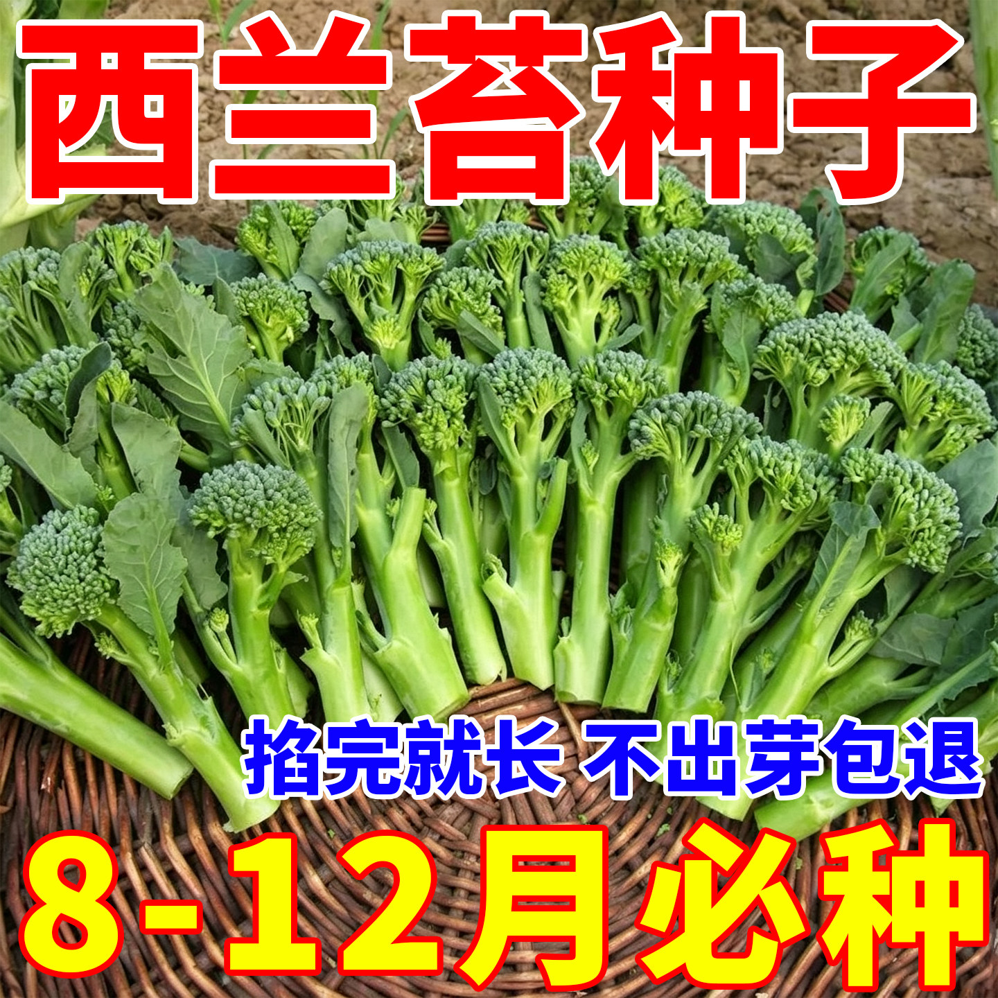 正宗西兰苔种子绿西蓝苔新种田园庭院种植蔬菜种子四季可种西兰花