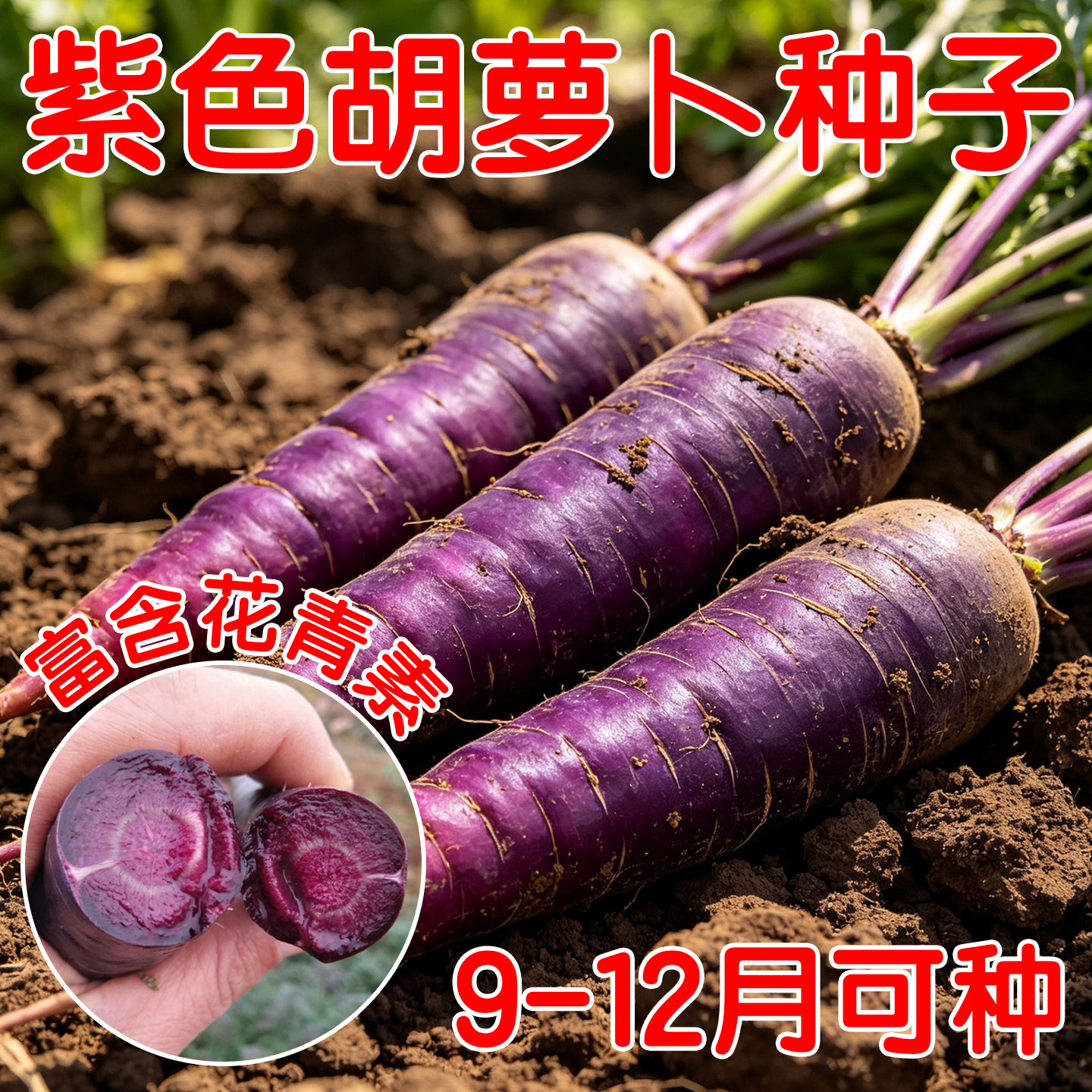 紫色胡萝卜脆甜水果萝卜紫参胡萝卜蔬菜孑盆栽阳台紫色黄胡罗卜种