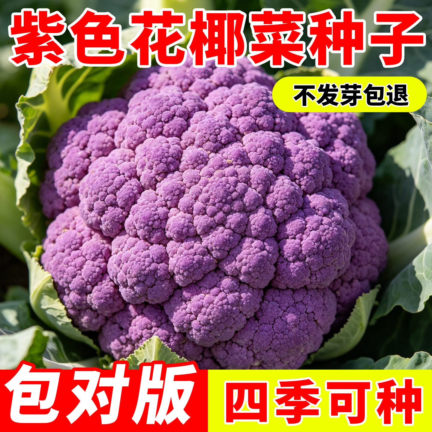紫花椰菜种子菜花籽紫花菜早熟耐寒花菜种籽蔬菜种子大全四季可种