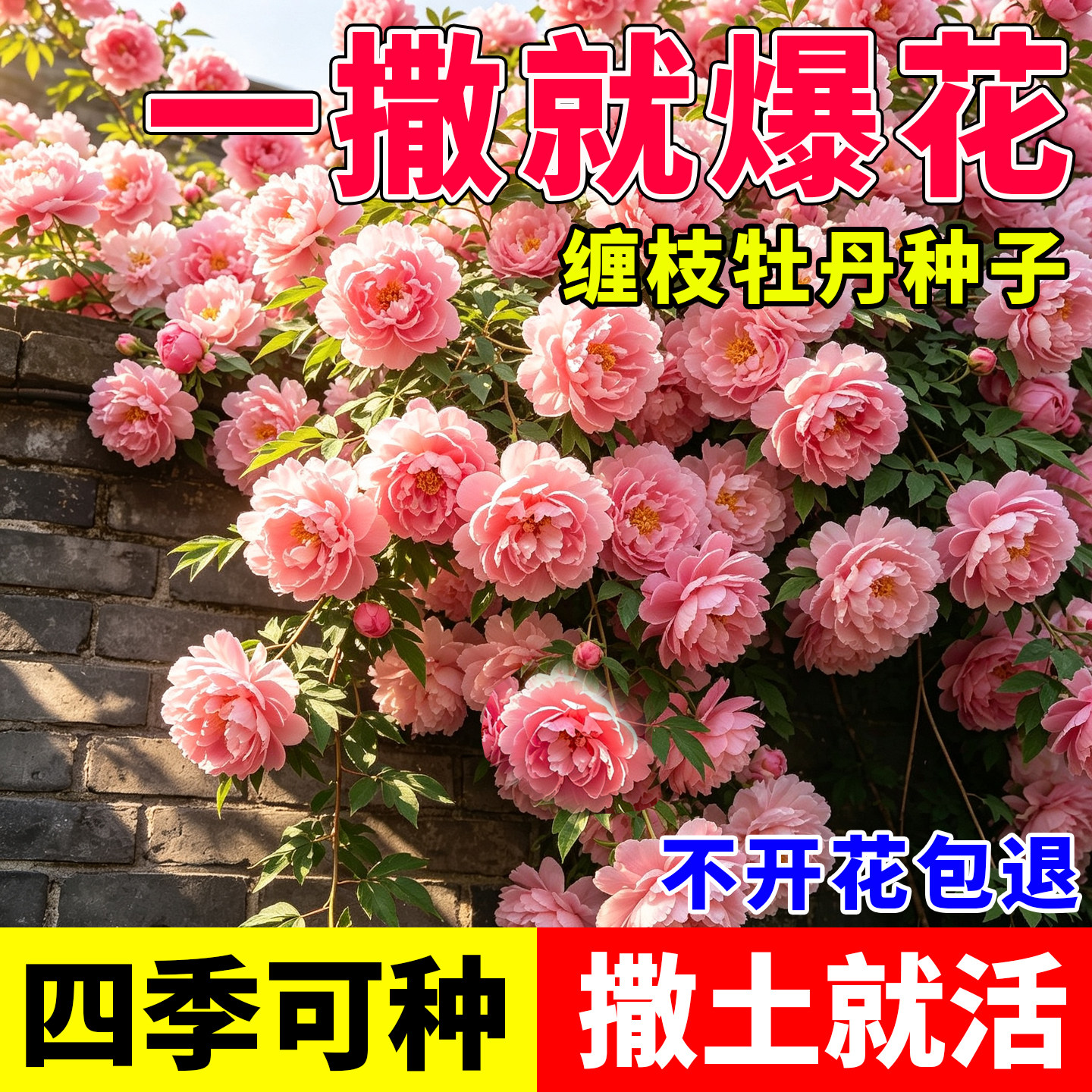 正版缠枝牡丹重瓣牡丹花种子阳台小院盆栽四季可种牡丹花种花种子