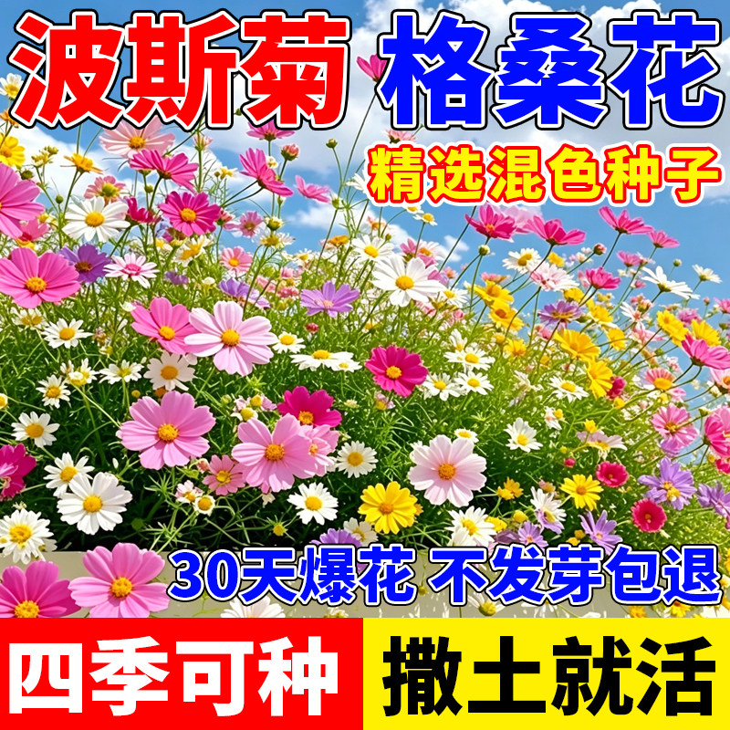 波斯菊花种子格桑花种籽四季播种开花易活阳台庭院好养花卉种子