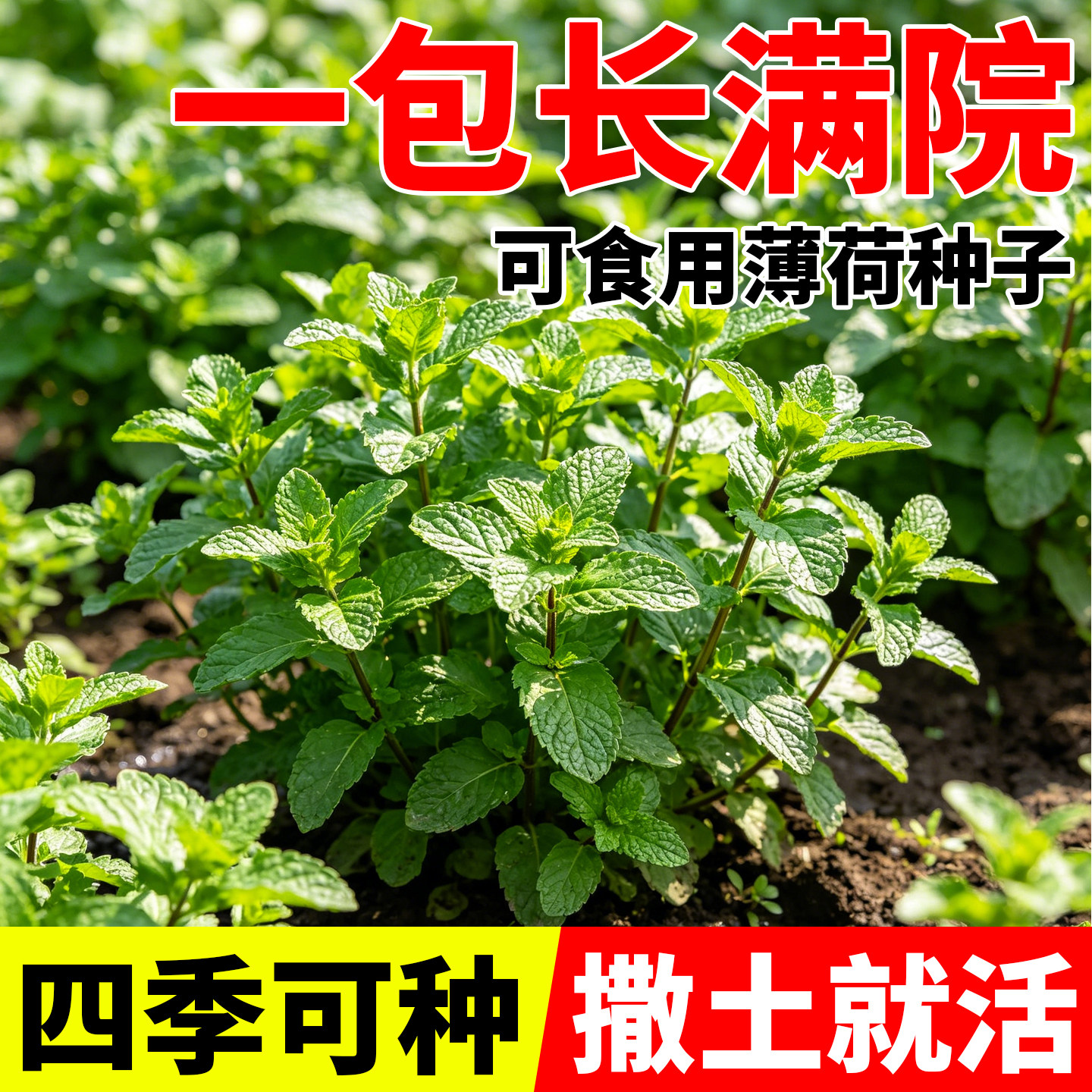 可食用薄荷种子猫薄荷种籽驱蚊清香四季可种阳台庭院盆栽约1000粒