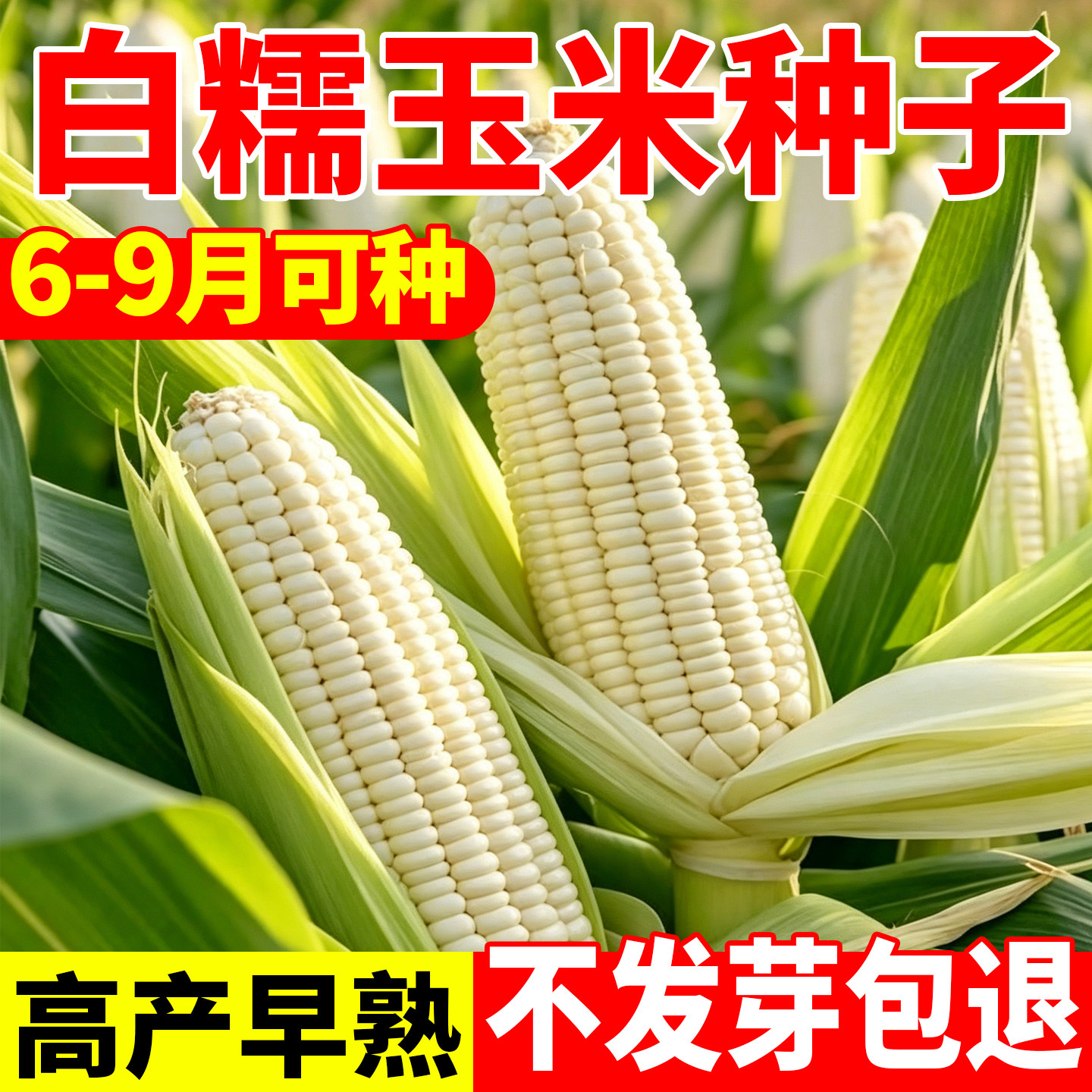 白糯玉米种子高产新鲜大棒四季甜糯玉米四季可种菜地小院阳台易活
