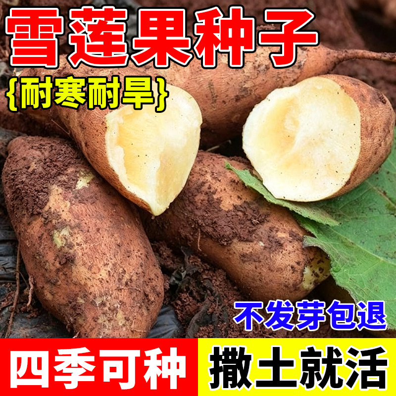 雪莲果种籽四季可种蔬菜种子云南蔬菜种子/种苗