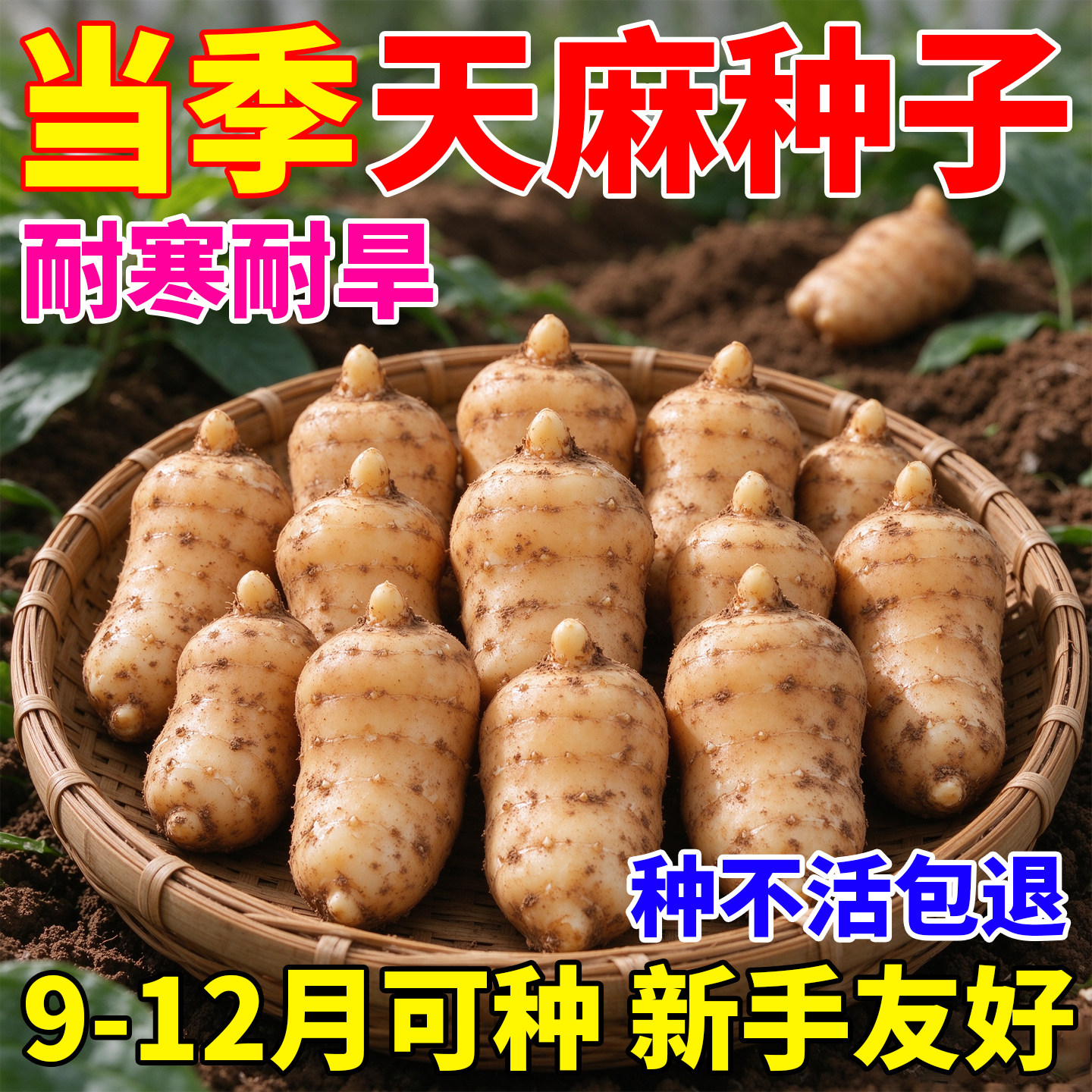 正宗天麻种子新鲜天然天麻种子四季种植中药材阳台盆栽种子大全