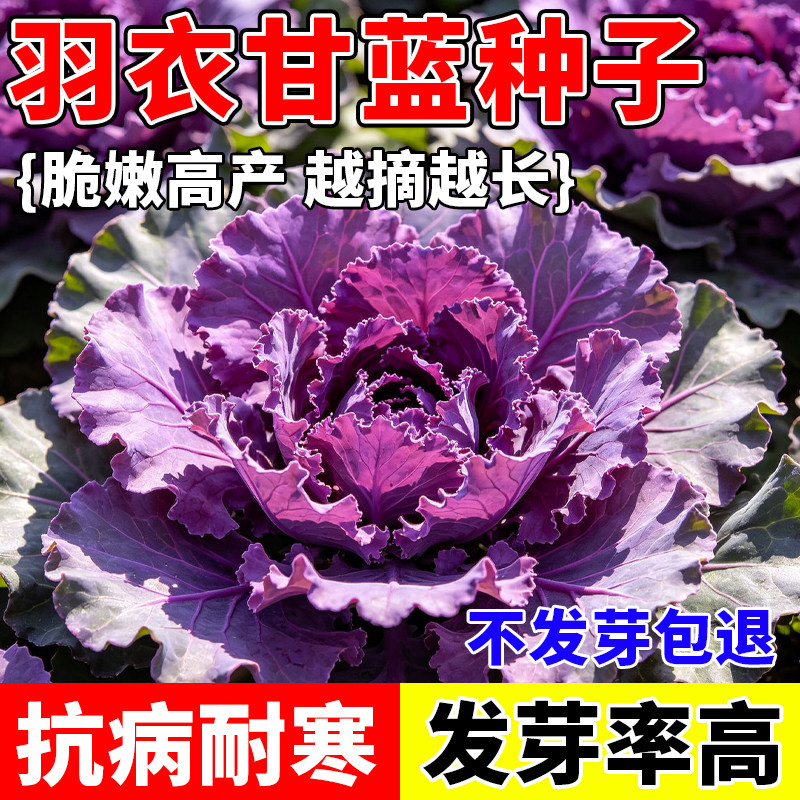紫羽衣甘蓝种籽蔬菜种子减脂蔬菜种子四季可种阳台小院适合新手