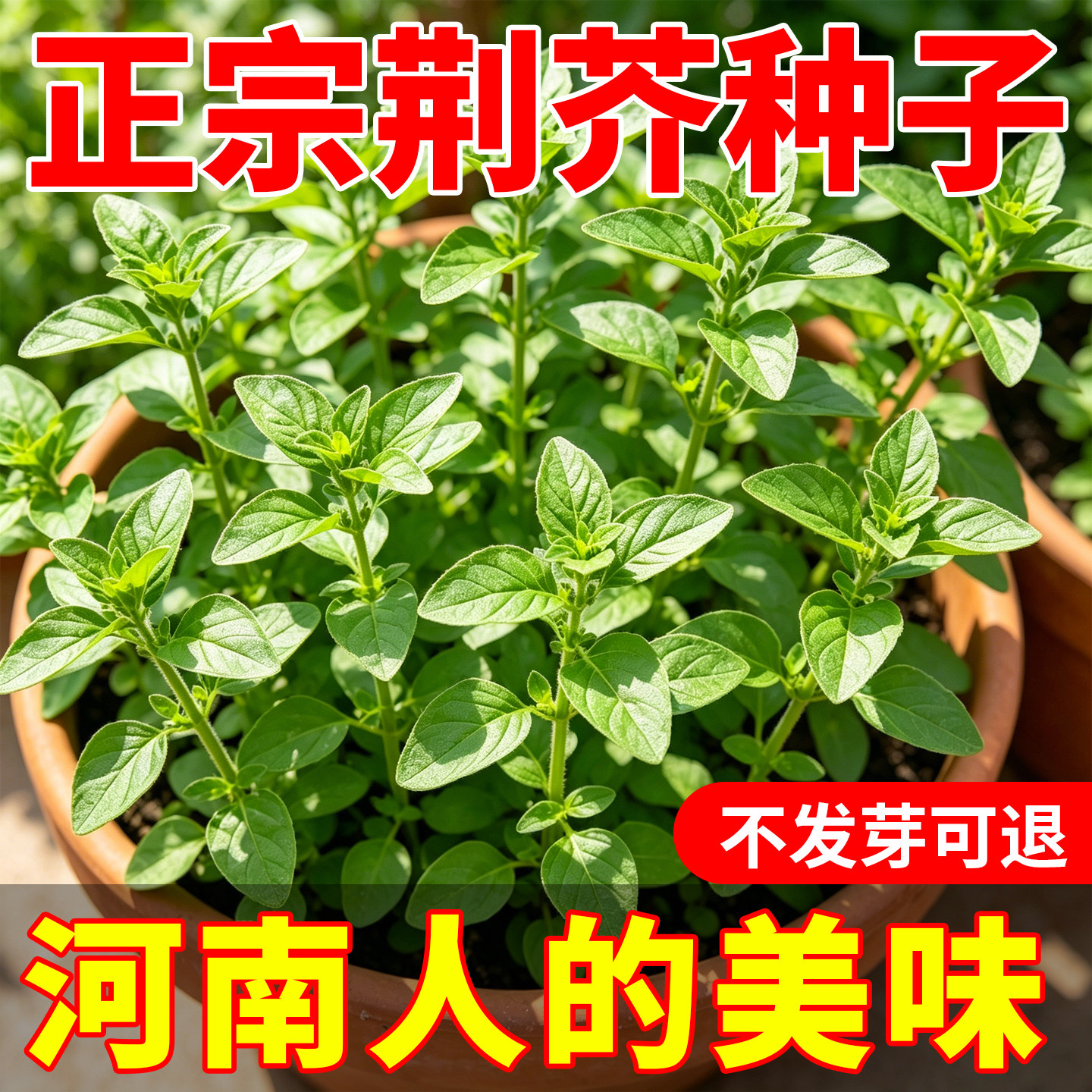 河南大叶荆芥种子菜种籽四季播种新手易种阳台小院盆栽约1000粒