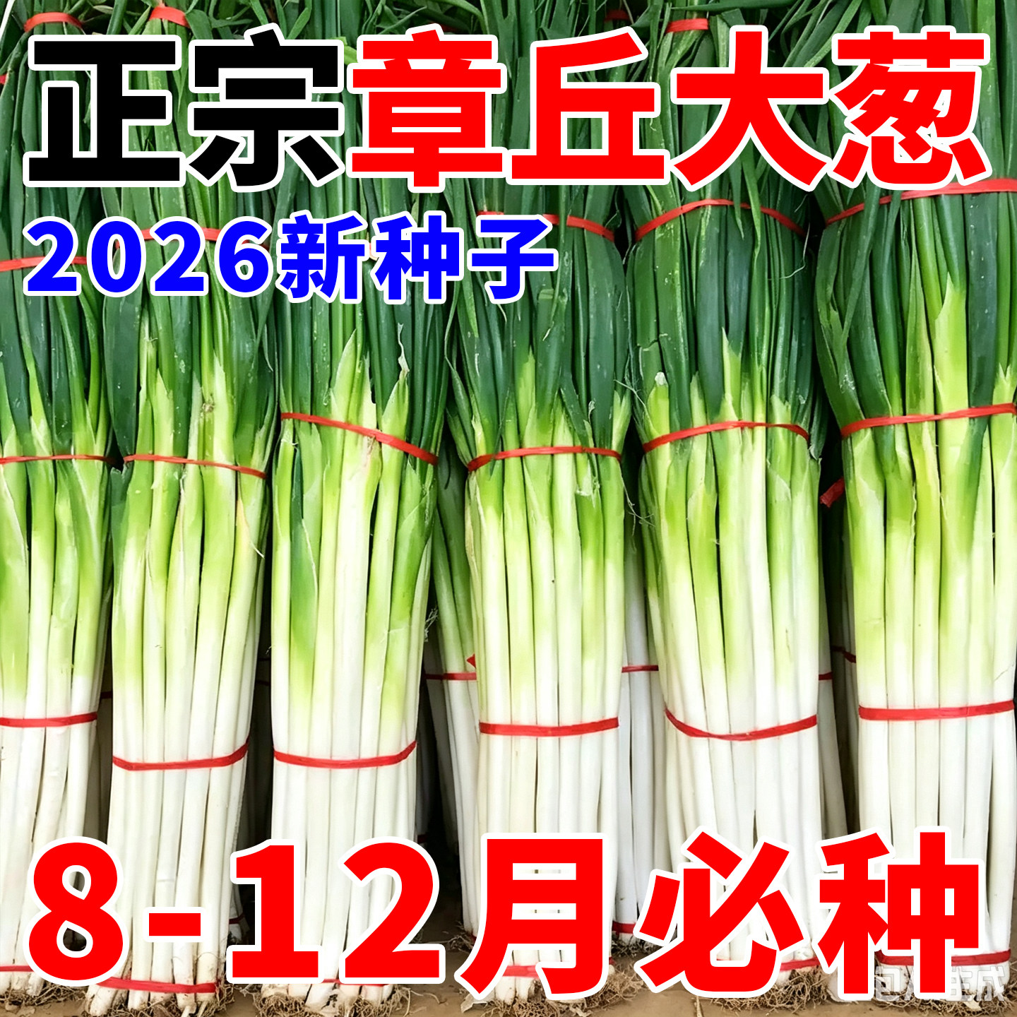 山东正宗章丘大葱种子铁杆大葱种籽秋冬季春季青菜蔬菜孑菜种籽