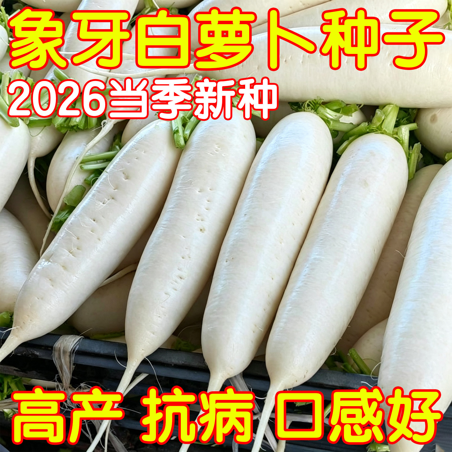 甜脆三尺象牙白萝卜种子白罗卜种籽耐寒耐湿秋播农家菜园蔬菜种孑