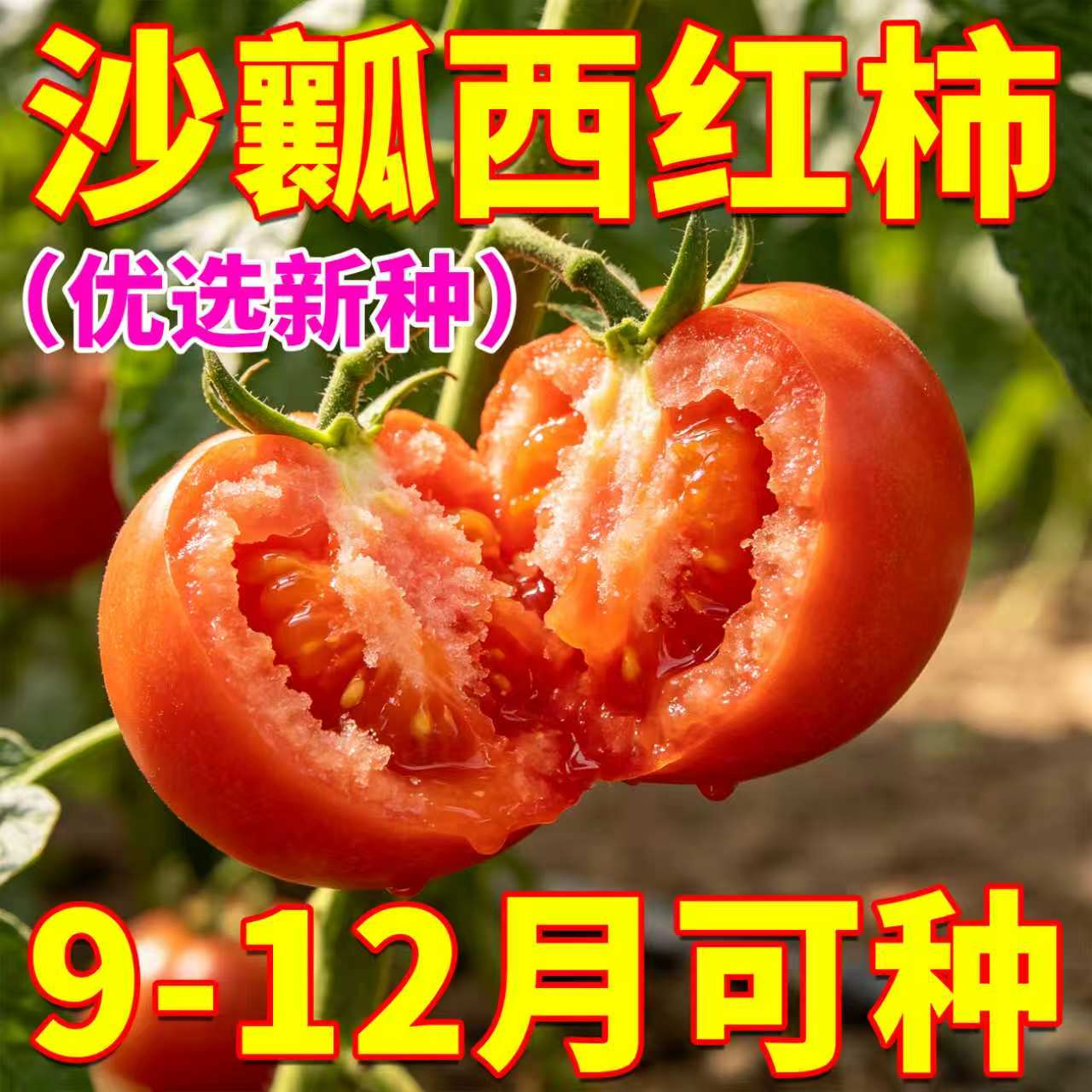 【家庭蔬菜种子】沙壤西红柿种子正宗老品种秋播阳台盆栽庭院菜园