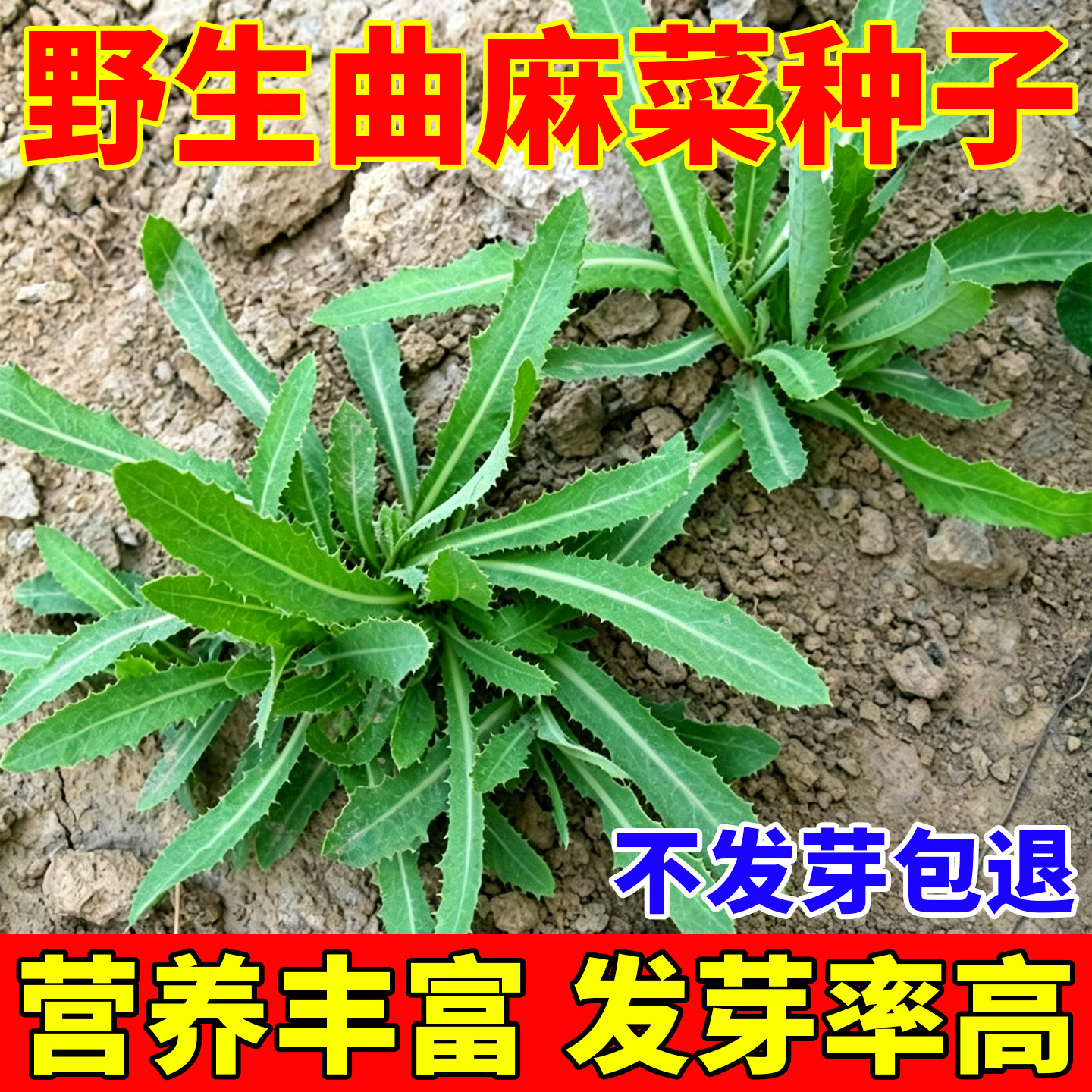 曲麻菜种子四季播种阳台盆栽庭院菜园蔬菜种籽高产热销约500粒图片