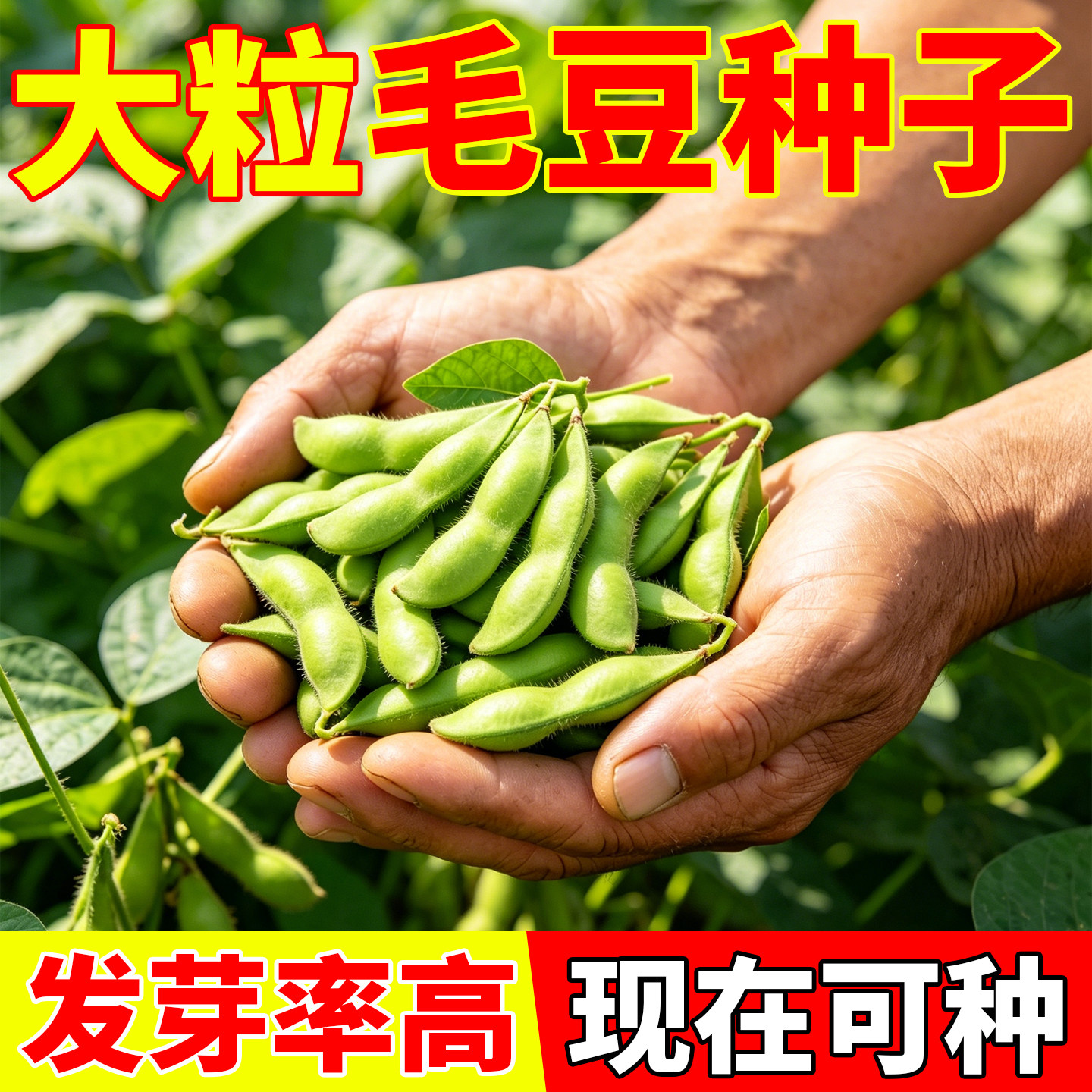 毛豆种子大粒高产优质青毛豆四季可种菜地庭院阳台蔬菜种籽约50粒