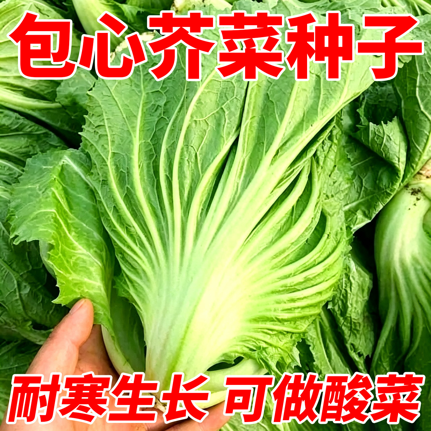 大肉包心芥菜种子四川泡菜青菜酸菜种子南方北方非转蔬菜种孑籽