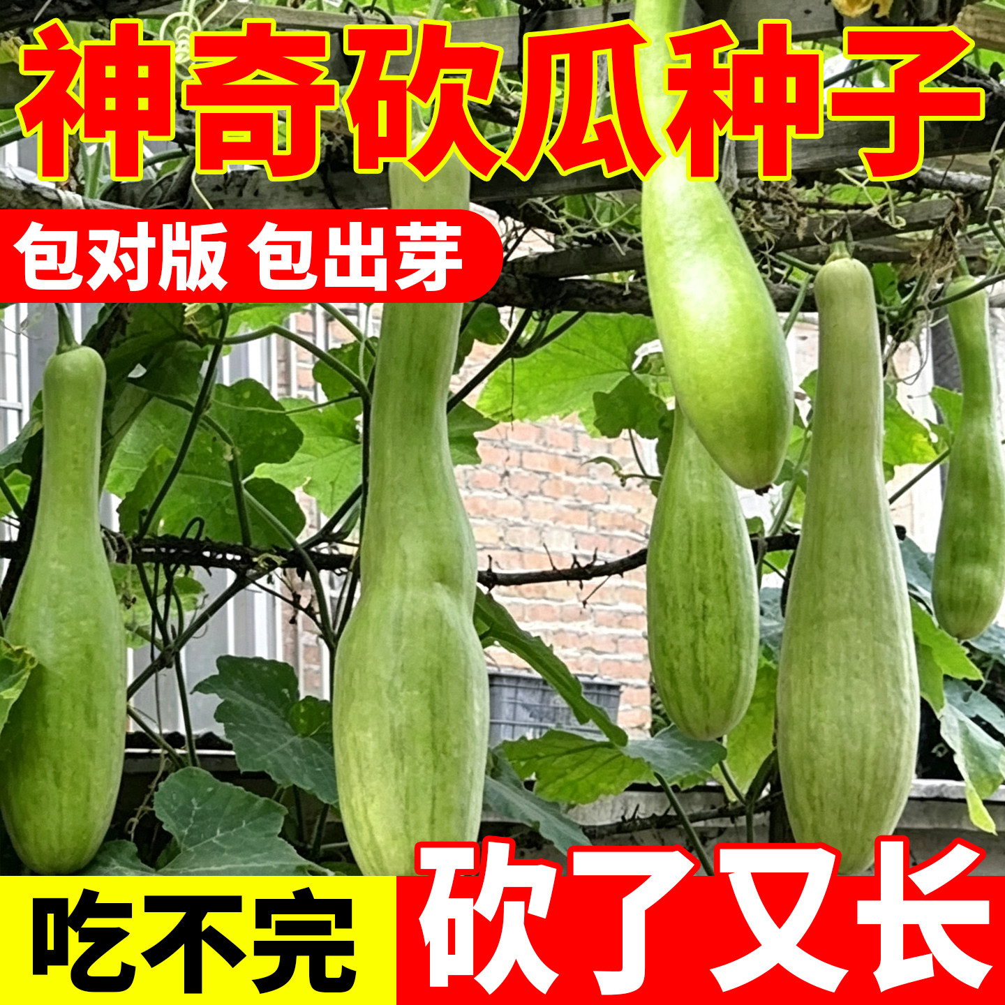 神奇砍瓜种子巨型菜瓜四季播种农蔬菜种子/种苗