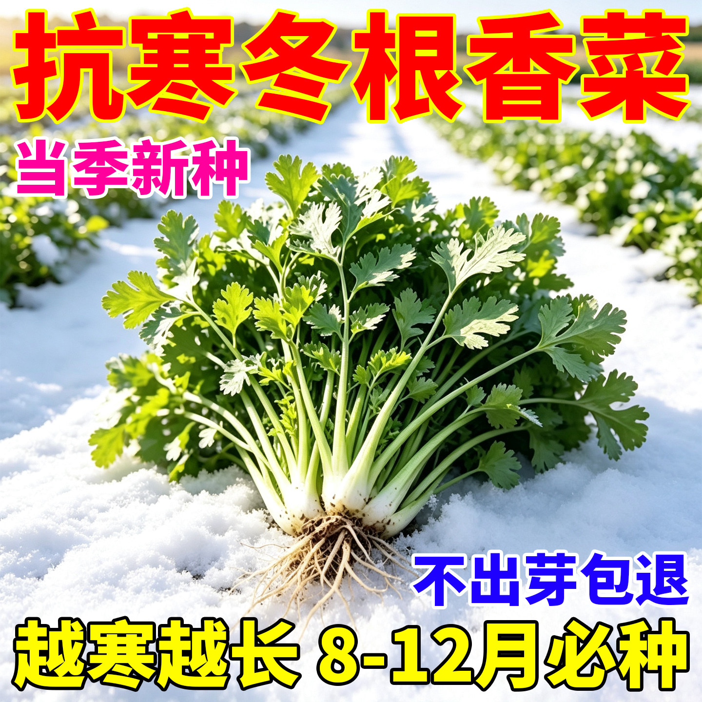 抗寒冬根香菜种子四季可种老品种紫根香菜矮杆趴地香菜种子高产