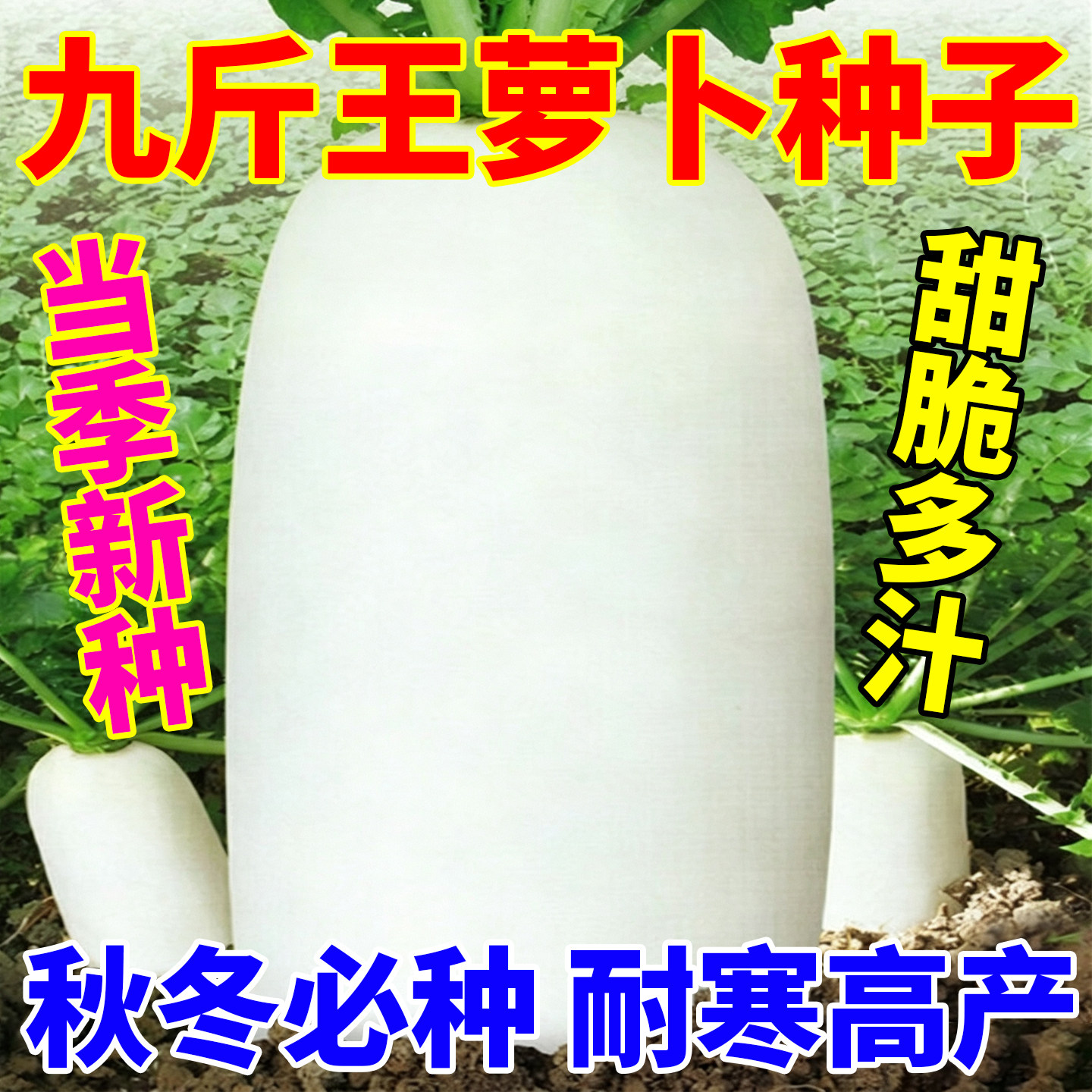 正宗九斤王特大萝卜种子白肉水果萝卜种籽白皮秋季老品种阳台庭院