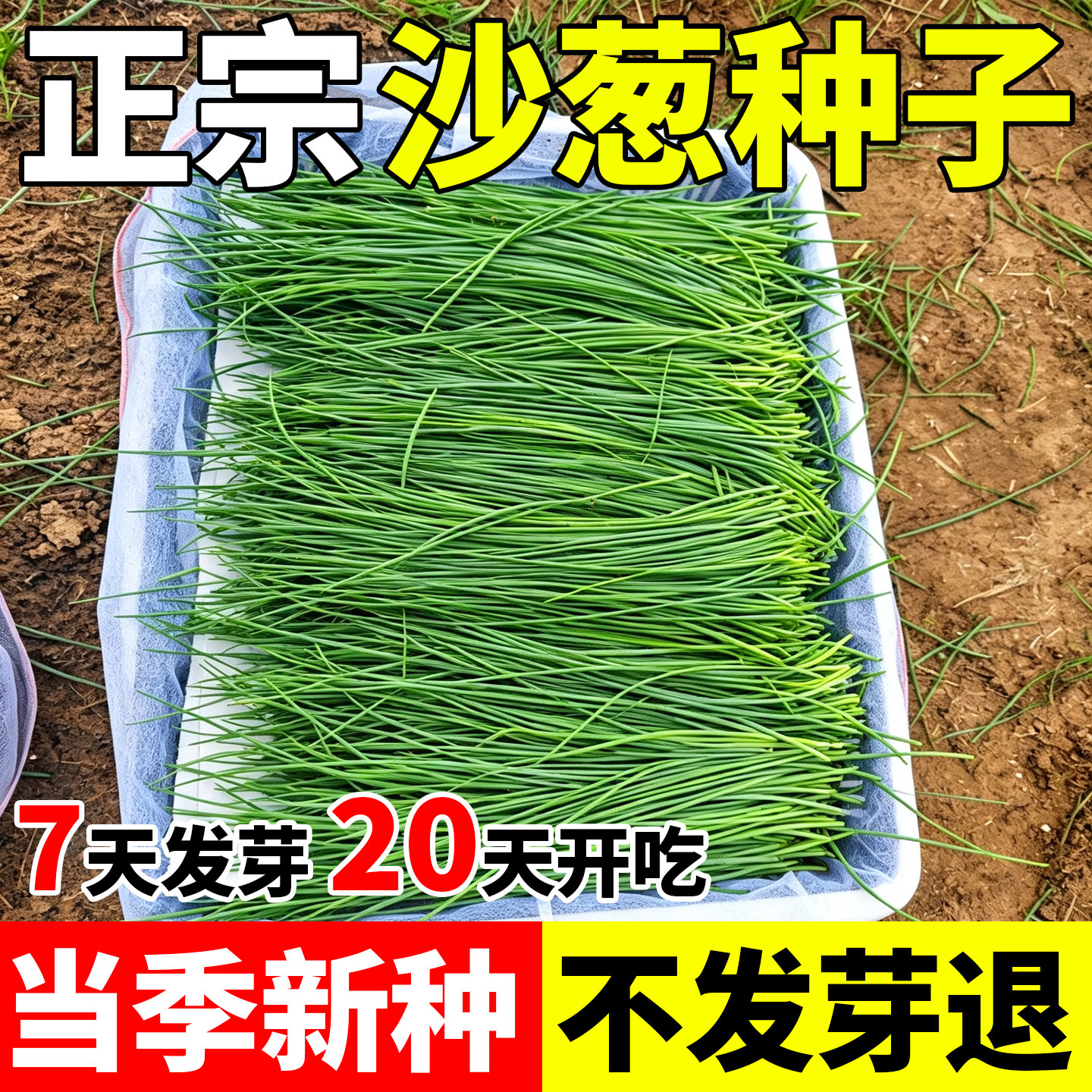 野生沙葱种子胡葱种孑耐寒耐旱四季古韭蔬菜种籽小香胡葱阳台庭院