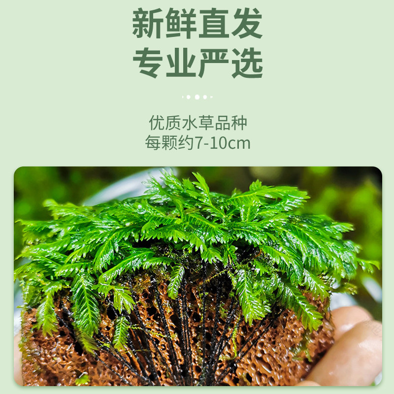 凤尾火山石鱼缸水族箱虾缸草缸定水草