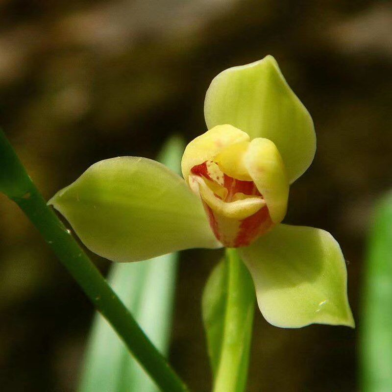 带花苞夏皇梅特壮苗 八大之首梅瓣名品 四季兰花 开 ??品端庄