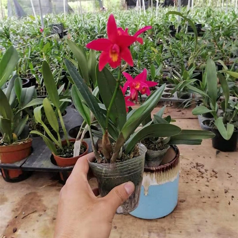 卡特兰秋香带花盆栽洋兰梦香兰文心兰跳舞兰蝴蝶兰君子兰花卉绿植图片