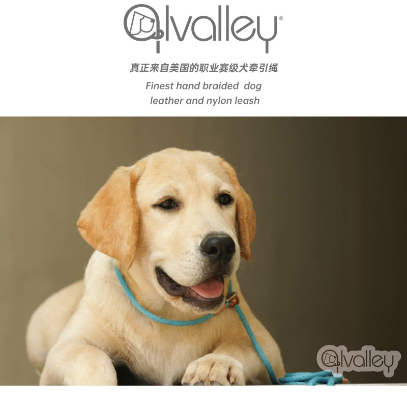 宠物幼犬比熊柯基金毛拉布拉多泰迪遛小狗狗的牵引绳大小型犬绳子