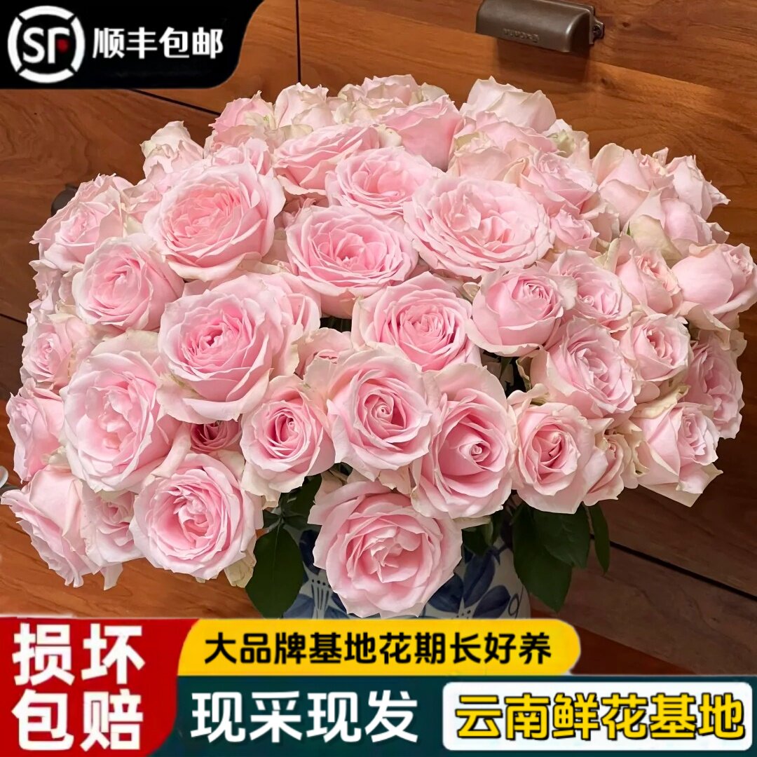 云南方德粉红雪山玫瑰特价新鲜