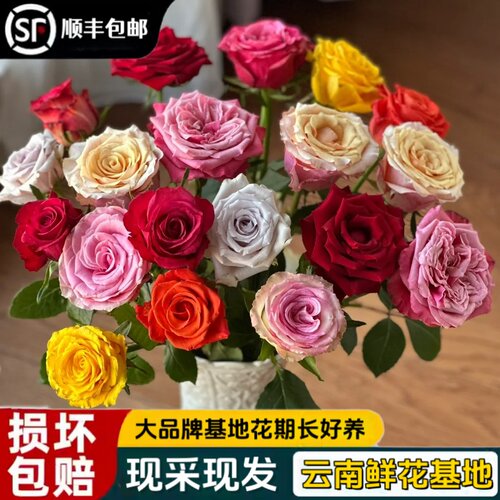 混色玫瑰鲜花水养真花特价新鲜现
