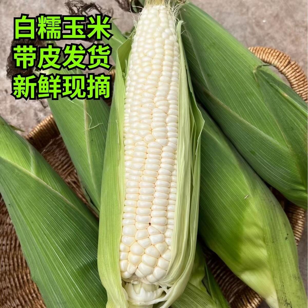 软糯香甜白糯玉米现摘批发