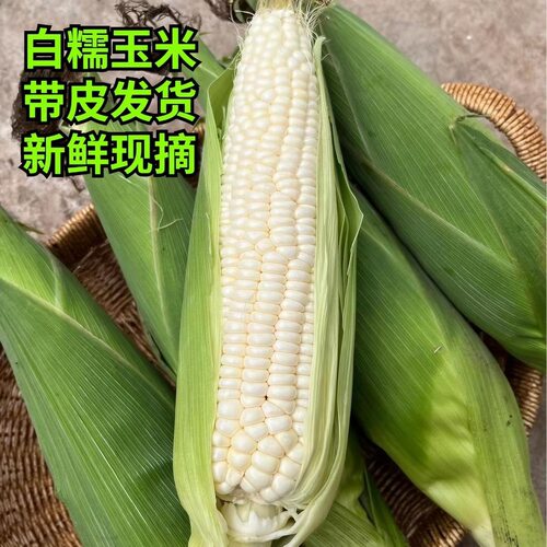 软糯香甜白糯玉米现摘批发