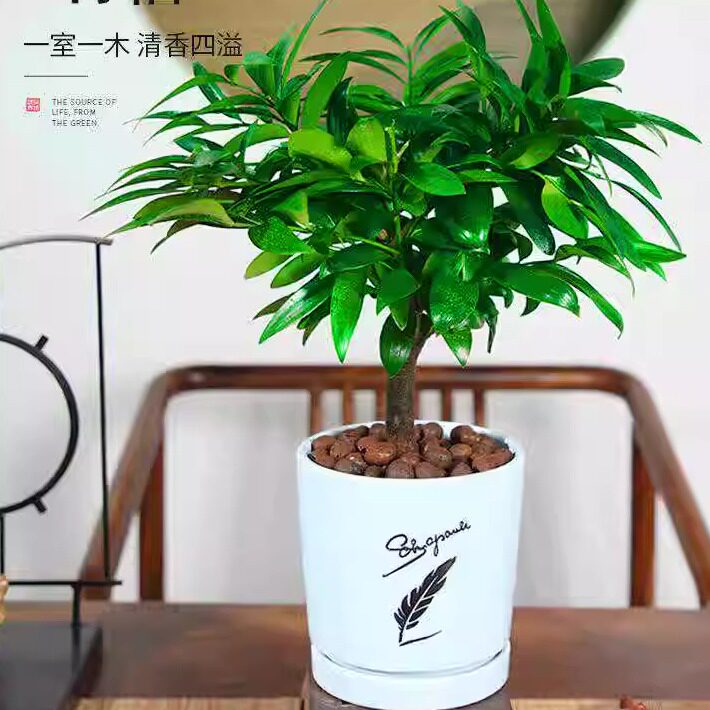 竹柏老桩绿植精品盆栽四季常青耐热耐寒长寿竹平安竹驱蚊植物好养