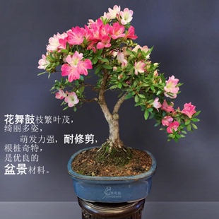 花舞鼓皋月杜鹃花岛国进口老桩盆栽树苗阳台庭院耐寒耐旱花卉经典