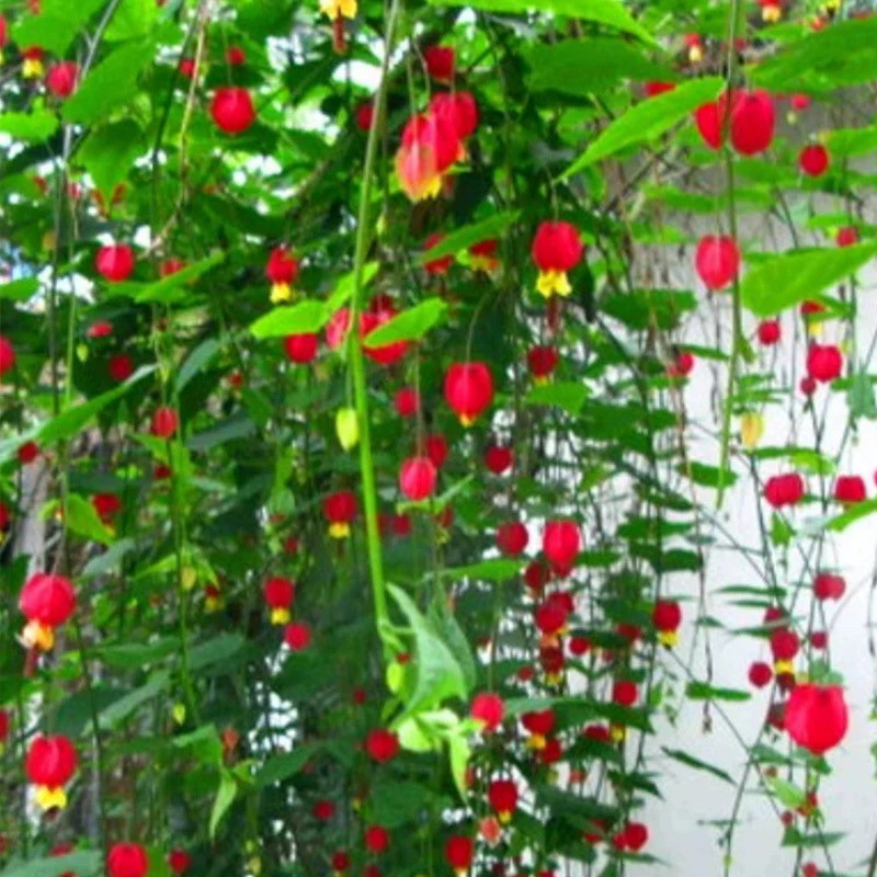 灯笼花苗盆栽带花苞倒挂阳台庭院四季开花爬藤本植物风铃花好养