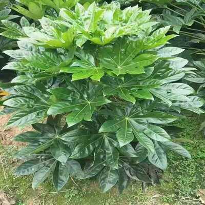 八角金盘好养绿植大叶伞盆栽客厅