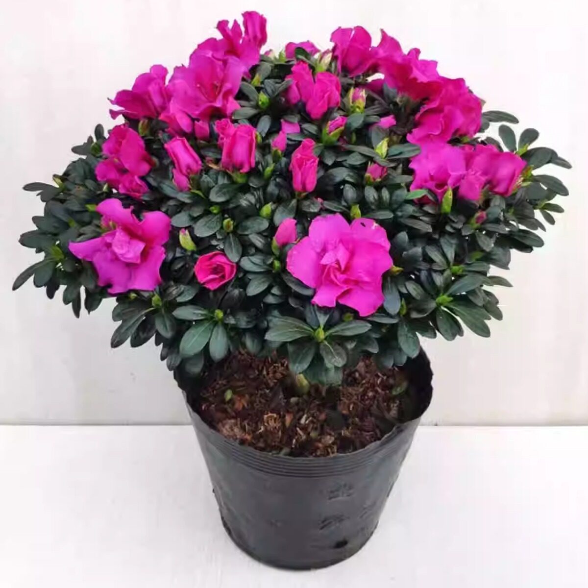 稀缺紫色西洋杜鹃花四季开花盆栽室内庭院植物花卉映山红西德一号