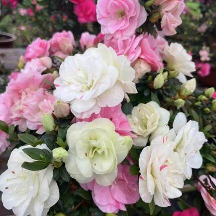 皋月杜鹃花鹃之舞重瓣一树多色大花型阳台庭院花卉绿植耐寒耐热