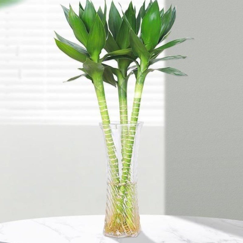 文昌竹4支带根观音竹荷花竹富贵竹水培植物办公室内水养绿植净化