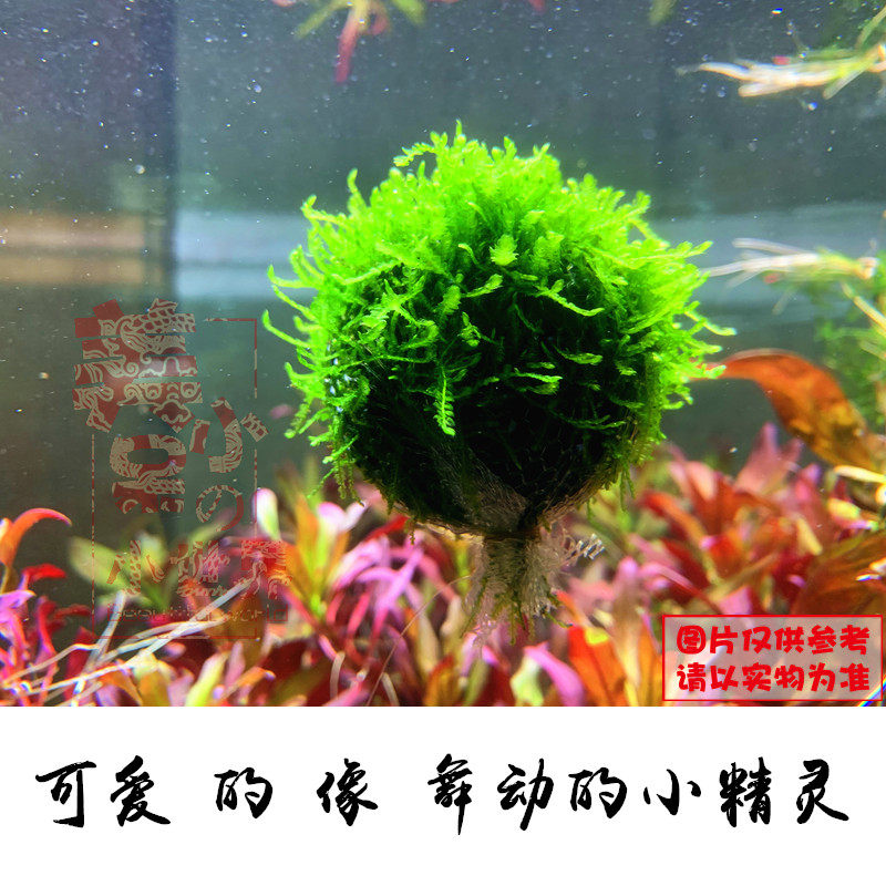 莫斯鱼缸沉木造景鹿角苔火焰垂泪水草