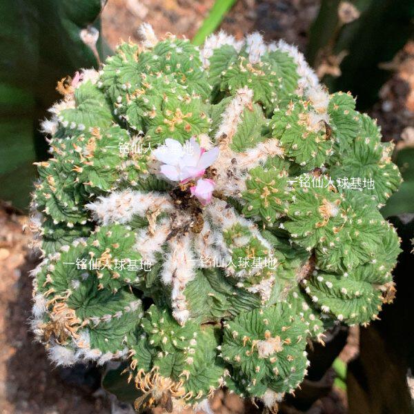 龙龙仙人球品多肉植物星小嫁接母花老花本贵棱老花属笼五种稀有球