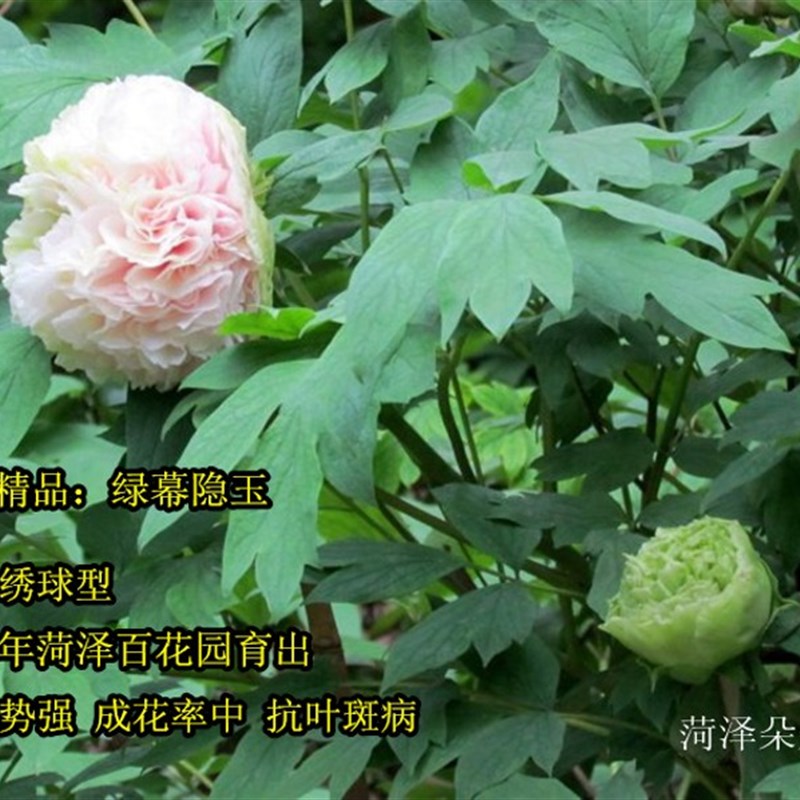 琼台玉露绿幕隐玉牡丹苗菏泽朵朵I牡丹绿色对版正宗重瓣花苗阳台